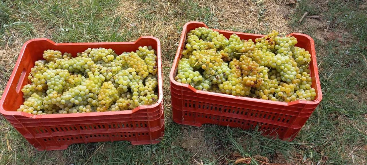 1929 Wine Food Relax Agriturismo Acqui Terme Εξωτερικό φωτογραφία